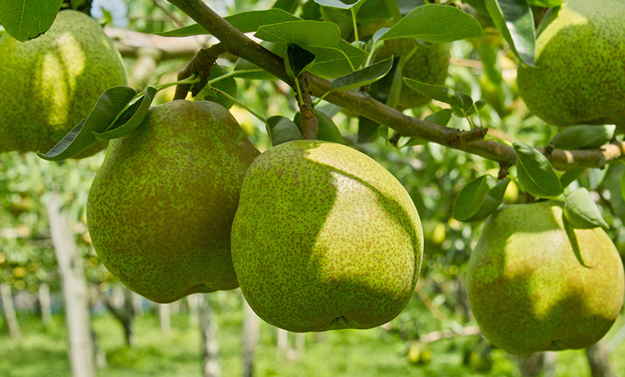 ラ フランス 高橋フルーツランドが栽培するラ フランスの特徴や各種西洋梨について